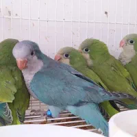 طوطی راهب سرلاکی