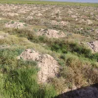 سرمایه گذار جهت کاشت صیفی جات