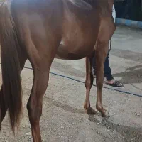اسب