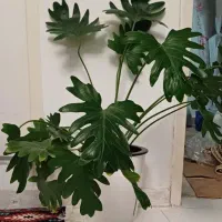 گل برگ انجیری هیدروپونیک