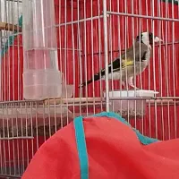 سهره لر خون زنگی فوق استثنایی