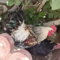 خروس برهما. گردن گلابی