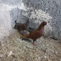 کبوترکرمونی