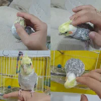 عروس هلندی  نر