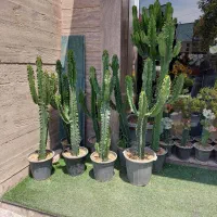 کاکتوس قیمت مناسب