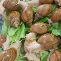 حلزون آلبینو