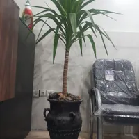 گل آپارتمانی بزرگ یوکا،سانسوریا،فیکوس بلک با گلدان