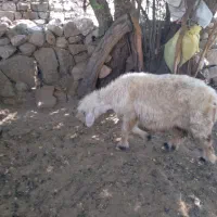 یک راس میش چاق