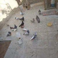 فروشی دونه ۳۵۰مفت