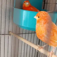 قناری نر و ماده ردفاکتور اورجینال