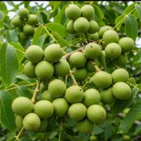چهارفصل تولید کننده ریشه لخت. و نهال گلدانی