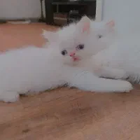 گربه پرشین