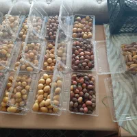 نیازمند کارگر واسه بسته بندی خرما