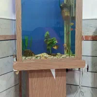 آکواریوم و ماهی