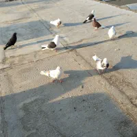 8عدد کبوتر خانگی قشنگ
