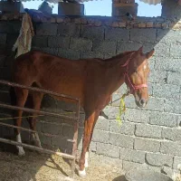 اسب ترکمن