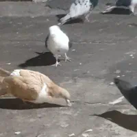 ساده کاکلی و کله سیاه نر