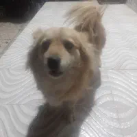 سگ پامر