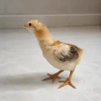 جوجه ده روزه برهما لاری سیبرایت (سیلور)