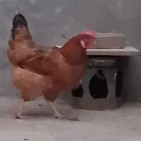 مرغ چاق