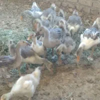 جوجه‌غاز