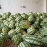 هندونه گاوی