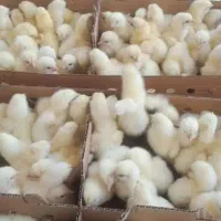 فروش ویژه جوجه گوشتی