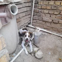 سگ پاکوتا