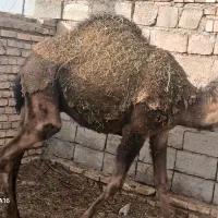 شتر|حیوانات مزرعه|یزدان شهر, |دیوار