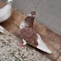 کبوتر ناب
