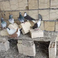 کبوتر|پرنده|مشهد, نوده|دیوار