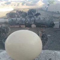 تخم شتر مرغ نطفه دار
