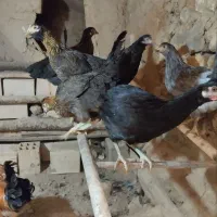 مرغ محلی تخم گذار