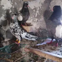 سینه کوهی