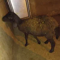 بره ماده