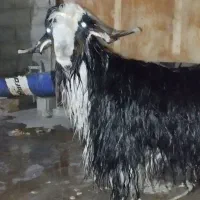 بده ترکی