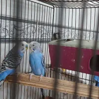 یک جفت مرغ عشق