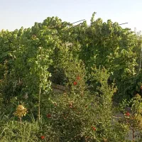 فروش-ویلا