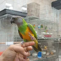 سرزمین پرندگان ( هاشمی جیحون )