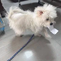 سگ مالتیز|سگ|شهر ری, سرتخت|دیوار