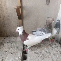 سینه هفت رنگ.طوقی سرخ.کله دم سبز
