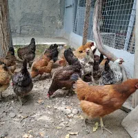 مرغ محلی جوان تخم گذار ۹ ماه