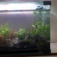 آکواریوم|ماهی|خمینی‌شهر, |دیوار