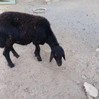 بره قزل افشار لخت مشکی یک دست