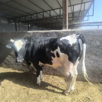 گوساله چاق|حیوانات مزرعه|جوادآباد, |دیوار