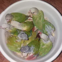 جوجه سرلاکی گرینچیک