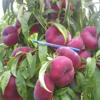 انواع نهال میوه پیوندی چند ساله و آماده باردهی