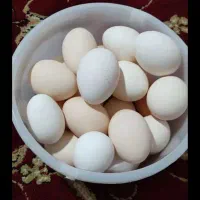 تخم مرغ محلی نطفه  پا پر وکلاتی . وگردن لخت و گلین