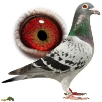 گروه عشق بازان