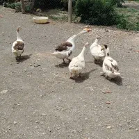 پنج عدد غاز تخم گذار